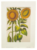 Golden sunflower vintage lithograph, famous Johann Theodor De Bry design - 1605 Sunflower