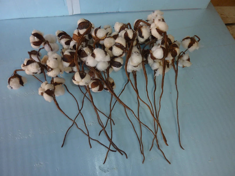 Natural dried cotton stems with white fluffy seed pods, on brown stems