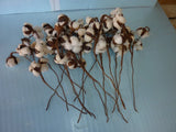 16 Natural Dried Cotton Stems, Ea.15" Long Real Cotton Flower Dried Flower