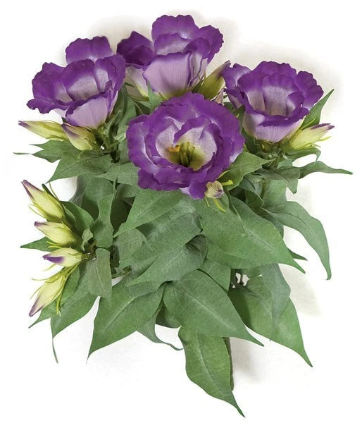Signature Foliage 13" IFR Lisianthus Bush | Pink or Purple PR-111665 Green Plant