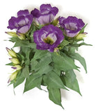 Signature Foliage 13" IFR Lisianthus Bush | Pink or Purple PR-111665 Green Plant