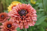 NEW 30+ RUDBECKIA SAHARA  FLOWER SEEDS / PERENNIAL Daisies