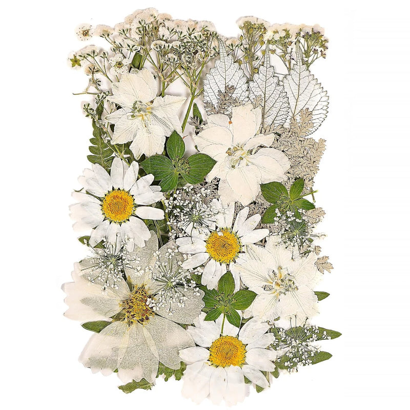 Pressed dried flowers and leaves mix, white petals with yellow centers