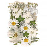 White Dried Pressed Flowers for Crafts,Real Natural Dried Flowers and Leaves ... Dried Flower