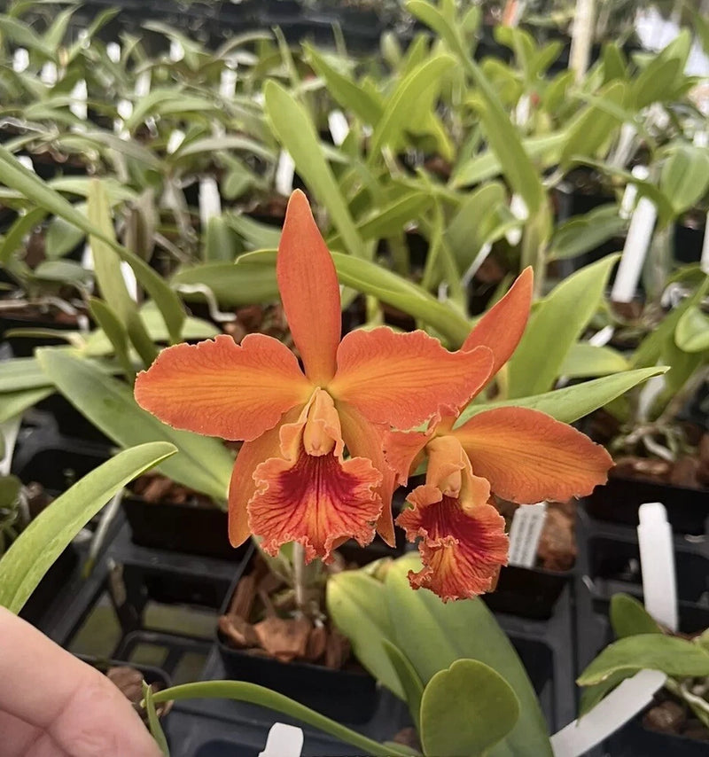Orange orchid flowers with ruffled petals and two upright blooms