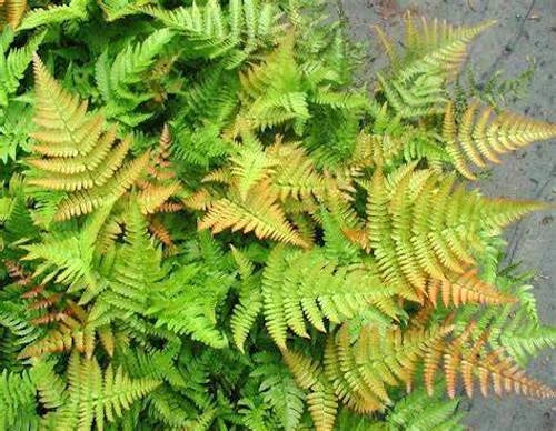 2 Autumn Fern Dryopteris Plants Green Plant