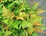 2 Autumn Fern Dryopteris Plants Green Plant