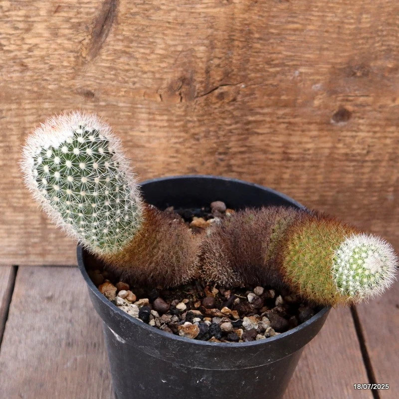 D5415 MAMMILLARIA SPINOSISSIMA pot14-H11-W17 cm MaMa Cactus Green Plant