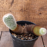 D5415 MAMMILLARIA SPINOSISSIMA pot14-H11-W17 cm MaMa Cactus Green Plant