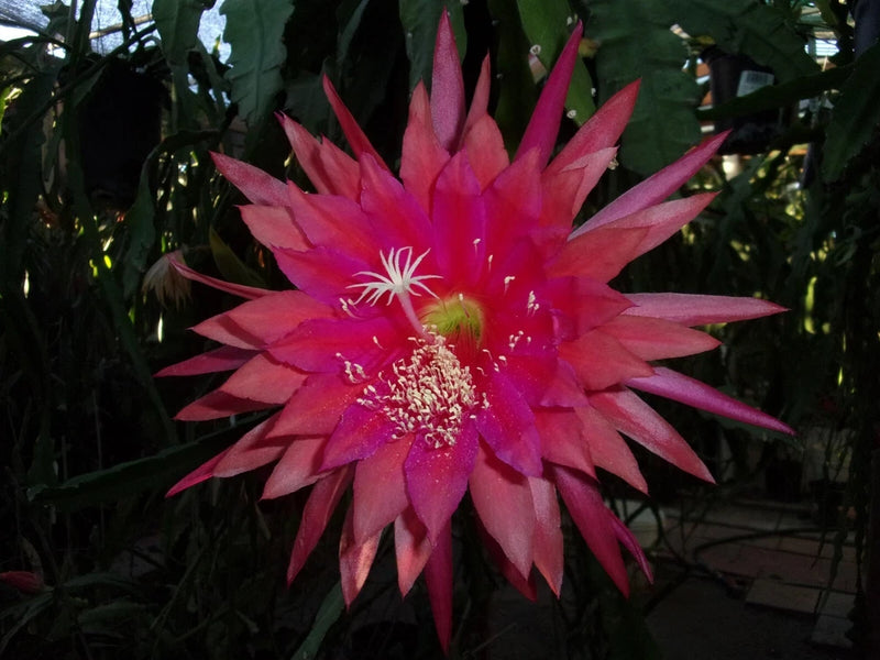 Pink star-shaped orchid flower with pointed petals and red center stamens