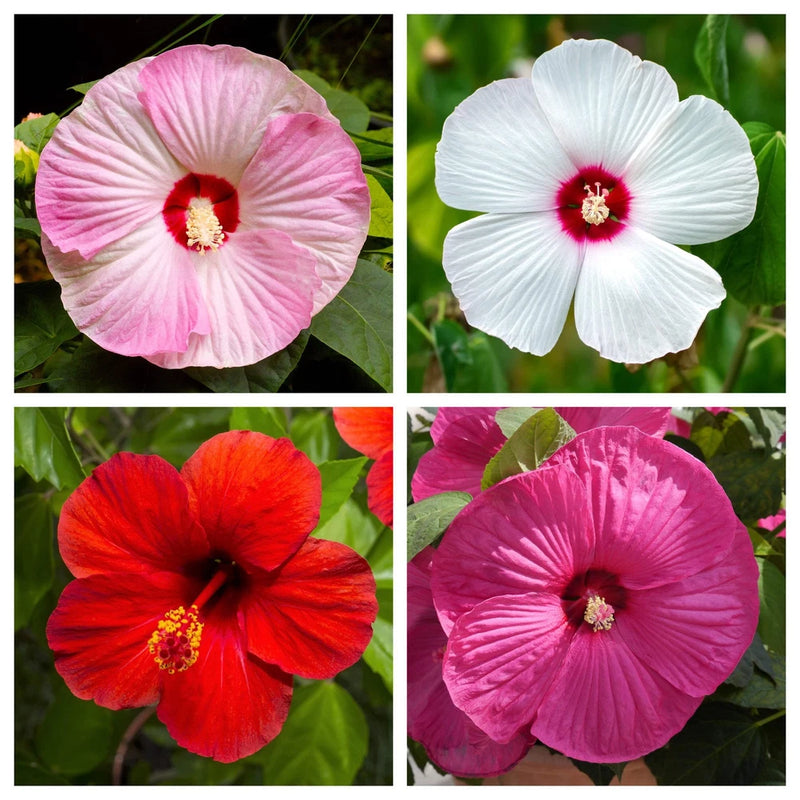 25 MIXED LUNA HIBISCUS Moscheutos Hardy Red, Hot Pink, Pink & White Swirl Seeds Flowering Plants