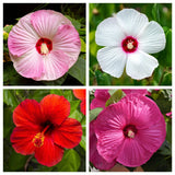 25 MIXED LUNA HIBISCUS Moscheutos Hardy Red, Hot Pink, Pink & White Swirl Seeds Flowering Plants