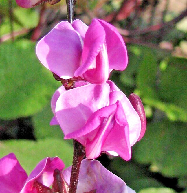 100 HYACINTH BEAN Seeds (Dolichos lablab) Hardy Perennial Garden Flower Seeds Garden Plants