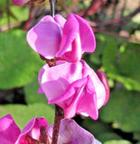 100 HYACINTH BEAN Seeds (Dolichos lablab) Hardy Perennial Garden Flower Seeds Garden Plants