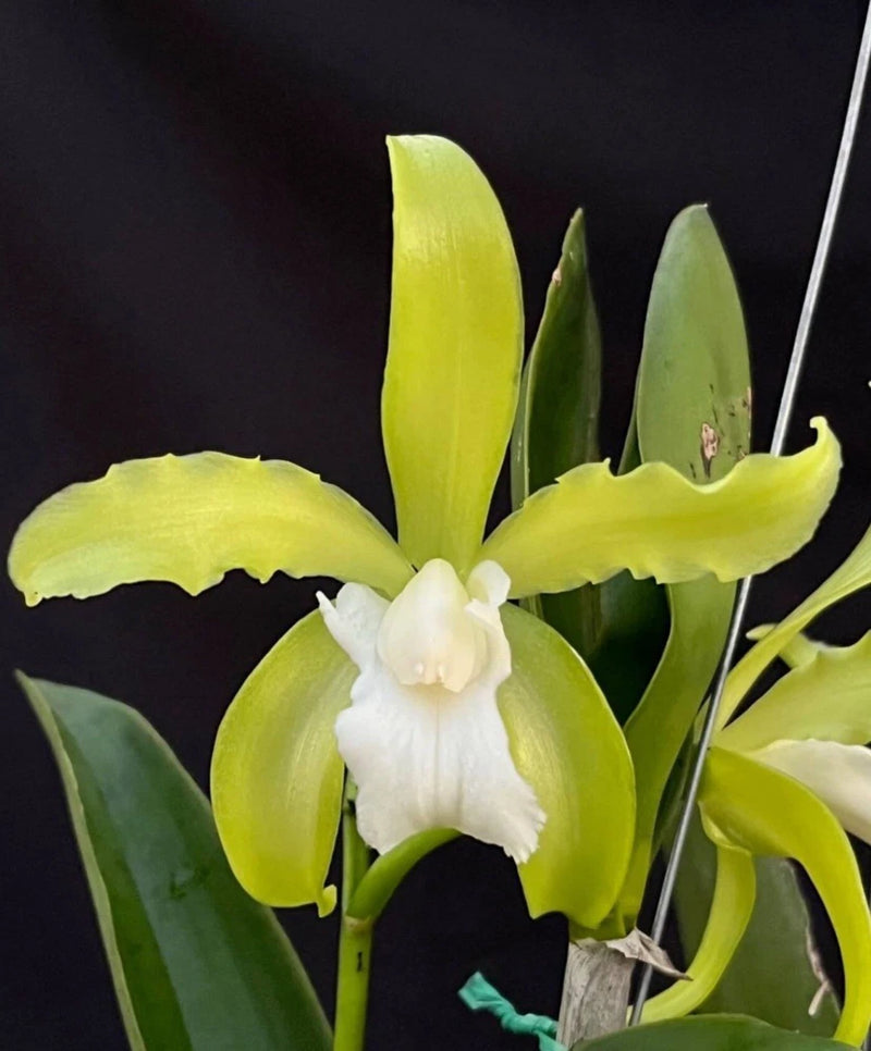 Cattleya orchid with white flower and green-yellow petals on tall stems