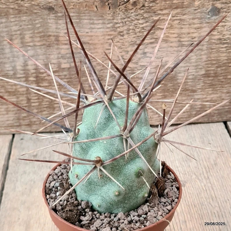 D6280 TEPHROCACTUS AORACANTHUS LONG SPINES pot10-H10-W7 cm MaMa Cactus Green Plant