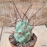 D6280 TEPHROCACTUS AORACANTHUS LONG SPINES pot10-H10-W7 cm MaMa Cactus Green Plant