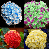 20 EXOTIC RARE HYDRANGEA SEEDS for garden bloom flower bed plant bush USA SELLER Flowering Plants