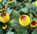 TOOTHACHE PLANT SEEDS 500+ PARACRESS annual HERB garden ELECTRIC DAISY FREE SHP Garden Plants