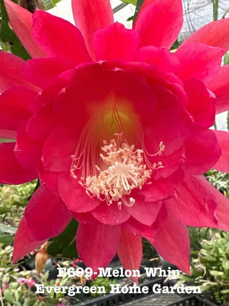 Pink epiphyllum orchid cactus flower on leafy plant