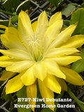 Rooted Epiphyllum Orchid Cactus ÒKiwi DebutanteÓ Growing In 4Ó Starter Pot. Orchids