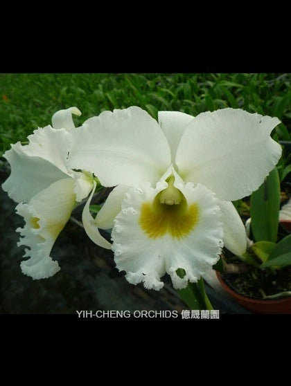 (358-1) Rlc.White Diamond Orchids