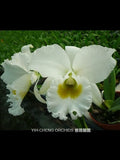 (358-1) Rlc.White Diamond Orchids