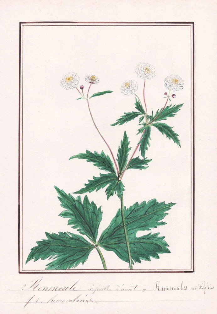 Buttercup Ranunculus Aconitifolius Flower Botany Watercolor Drawing 1830 Ranunculus