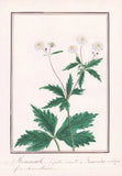 Buttercup Ranunculus Aconitifolius Flower Botany Watercolor Drawing 1830 Ranunculus