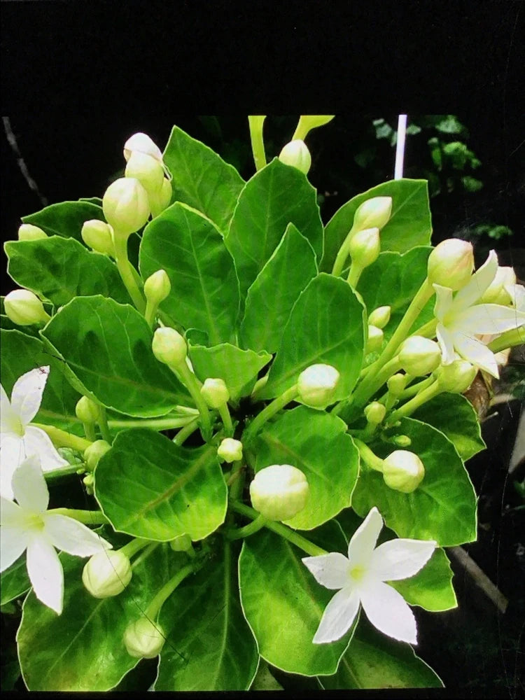 Brighamia rockii 2 Ft Hawaiian Alula Ð Secured Specimen Flowering Plants