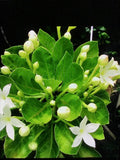 Brighamia rockii 2 Ft Hawaiian Alula Ð Secured Specimen Flowering Plants