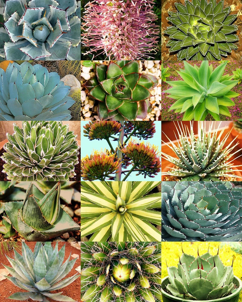 AGAVE variety MIX, rare plant exotic garden desert succulent landscape 50 seeds Garden Plants