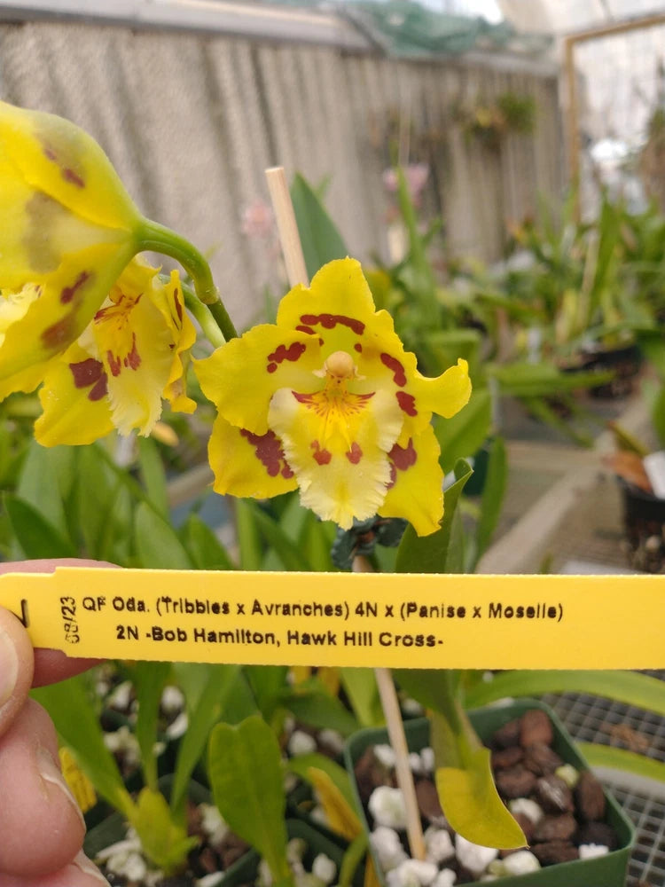 New Oncidium Hybrid: Oda. (Tribbles x Avranches)4n x Odm. (Panise x Moselle)2n Orchids