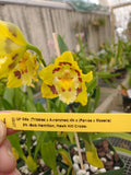 New Oncidium Hybrid: Oda. (Tribbles x Avranches)4n x Odm. (Panise x Moselle)2n Orchids