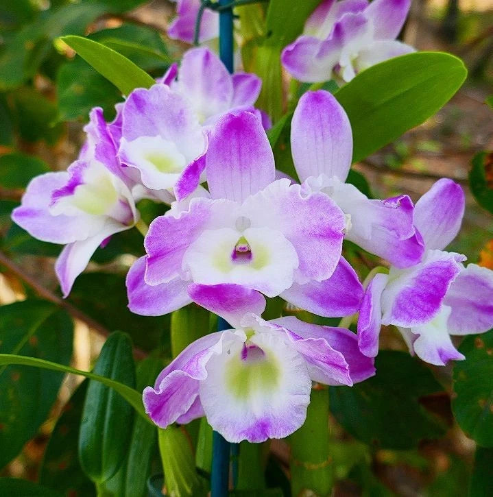Purple and white dendrobium orchid with green leaves, close-up blossoms