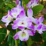 IN SPIKE / BUD ~ FRAGRANT ~ Dendrobium Nobile Type Orchid ~ Den. Violet Fizz Orchids