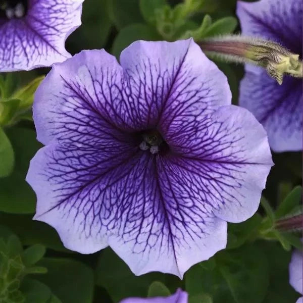 Blue petunia flower with dark purple veining and five petals, close-up.