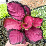 25+ Seeds Pink Rosy Calathea Couture Flower Indoor or Outdoor Beautiful Plant Garden Plants