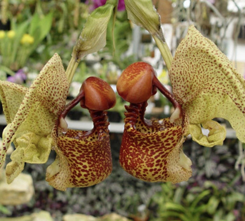 Species orchid with pale yellow speckled sepals and dark maroon spotted pouches