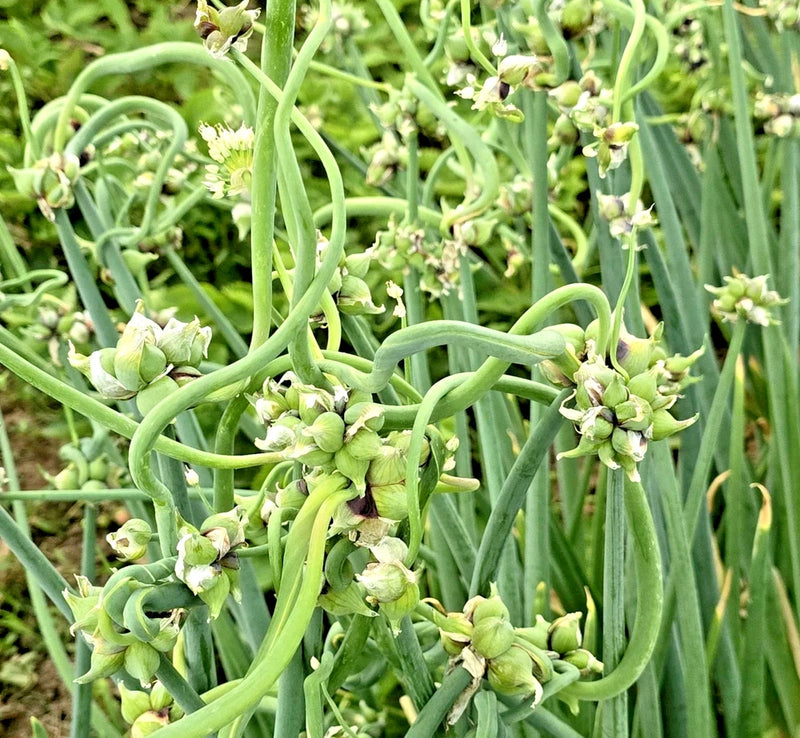 100 Onion seeds Top Sets Egyptian Walking Onions Multiplier Tree Onion Perennial Garden Plants