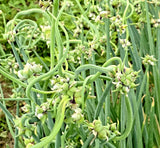 100 Onion seeds Top Sets Egyptian Walking Onions Multiplier Tree Onion Perennial Garden Plants