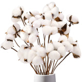 DomeStar Cotton Stems, Natural Dried Cotton 8 Packs Total 15 Bolls Cotton Spr... Dried Flower
