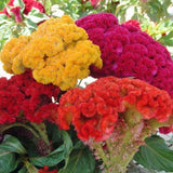 25 + Celosia Cristata Mixed Seeds / Cockscomb /Flowers / Fall/ Free Shipping Garden Plants