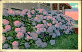 Postcard: CAPE MAY'S FLOWER, "THE HYDRANGEA," CAPE MAY, N. J. Hydrangea