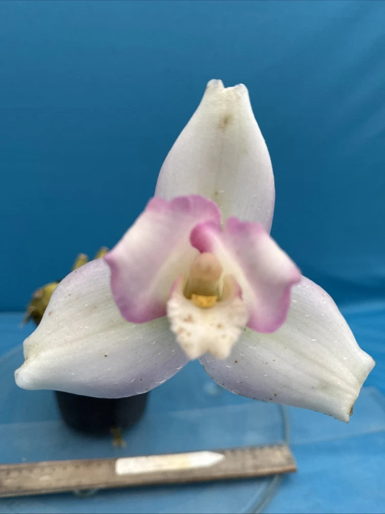 Orchid flower with white petals, light pink tips, and yellow center