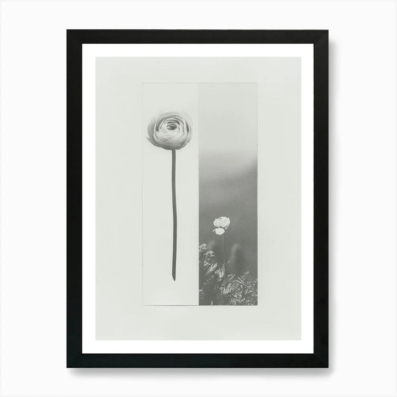 Ranunculus Flower Photo Collage 3 A Framed Wall Art Poster Canvas Print Picture Ranunculus