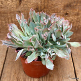 D3951 ECHEVERIA TRUMPET PINKY pot14-H15-W23 cm MaMa Cactus Green Plant