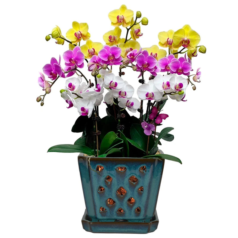 Orchid Pot with Holes and Saucer for Repotting and Better Grow, Teal, 7" Garden Plants