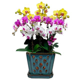 Orchid Pot with Holes and Saucer for Repotting and Better Grow, Teal, 7" Garden Plants