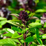 150 SIAM QUEEN BASIL SEEDS FRESH  FRESH HARVEST FOR GARDENS Garden Plants